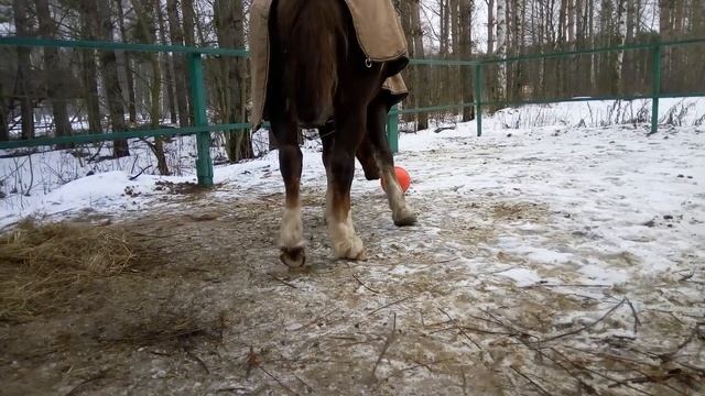 Новогоднее видео, полезный подарок для коней / Дивные Кони смотреть онлайн