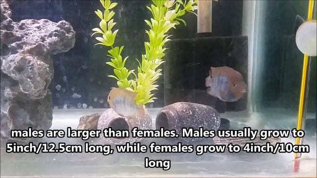 T-Bar (Sajica) Cichlid care guide - how to care, tank mates, feeding and breeding T-Bar cichlids смотреть онлайн
