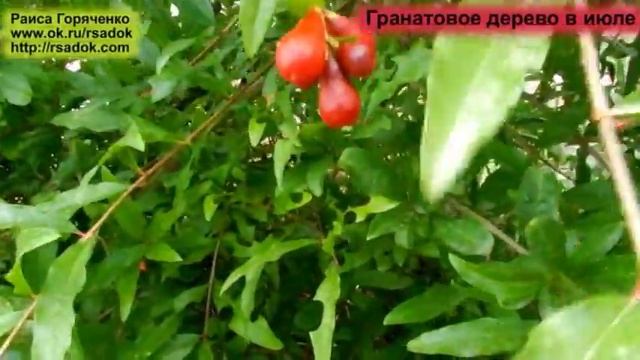Гранатовое дерево в июле смотреть онлайн