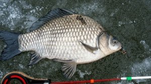 Почему карась зимой не клюёт?