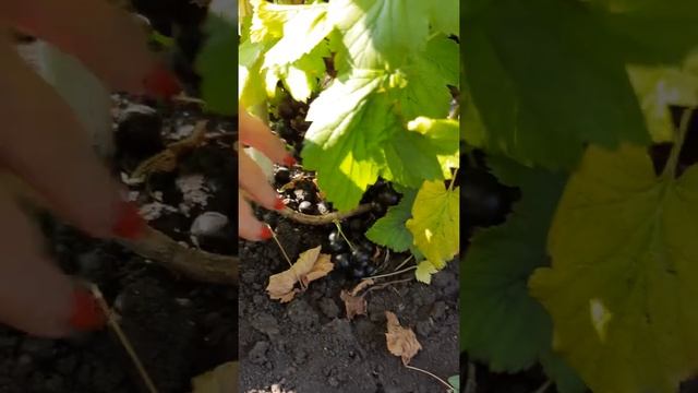 Смородина черная, сорт Багира. смотреть онлайн