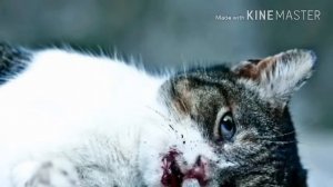 Чтение стихотворения «Уродливый кот»