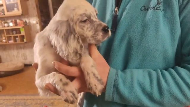 Щенок английского сеттера смотреть онлайн