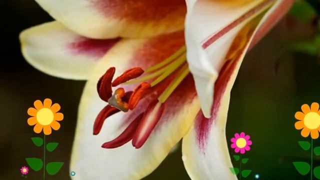 Лилия (Passion moon). Краткий обзор: Лилия описание характеристик, где купить луковицы смотреть онлайн