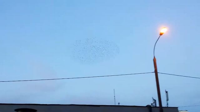 Танцы птиц. Bird's dance. смотреть онлайн