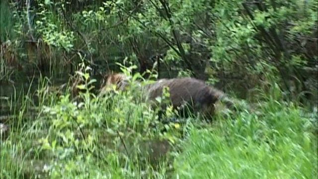 Хоперский заповедник документальный фильм.wmv смотреть онлайн