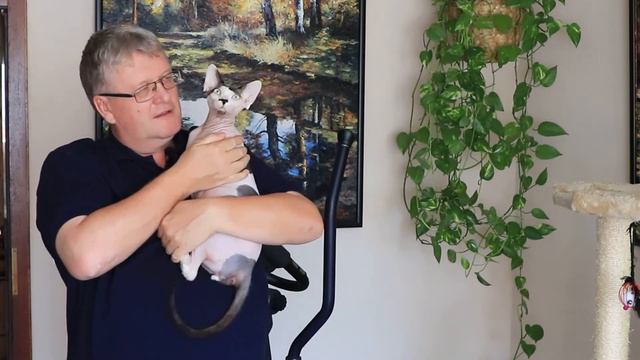 Сфинксы, целая семья кошачья семья у нас дома смотреть онлайн