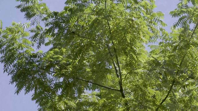 Looking Up At Trees No. 26: Black Walnut (Juglans nigra) смотреть онлайн