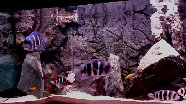 Tanganyika Cichlid Fish Tank Aquarium смотреть онлайн