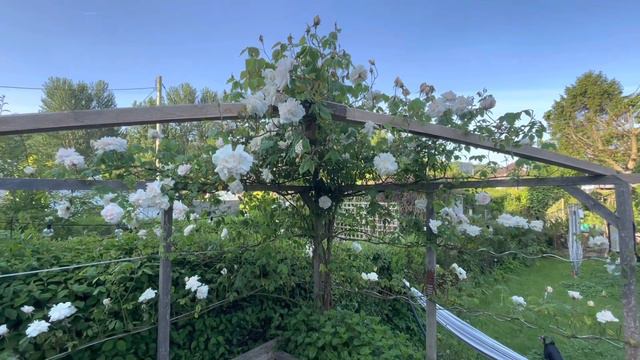 Trained Roses Madame Alfred Carrière