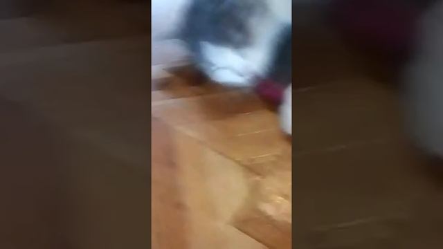 Палинка. Клинка смотреть онлайн