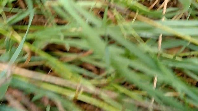 Полевые мыши на даче смотреть онлайн