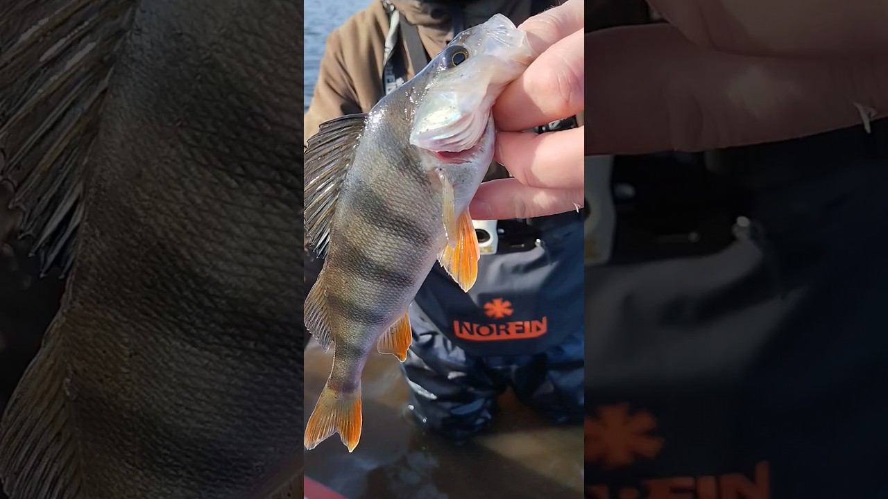 Рыбалка на спиннинг весной. Весенний окунь на спиннинг. #рыбалка #shortvideo #fishing #природа смотреть онлайн