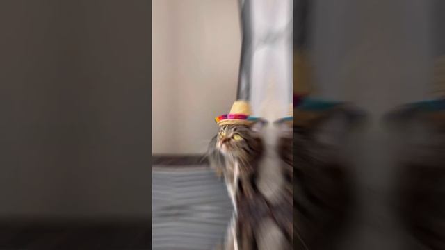 Почему кошка выпрашивает еду а потом не ест её🐈🤔 #cat #кот #милыекотята #catsfacts смотреть онлайн