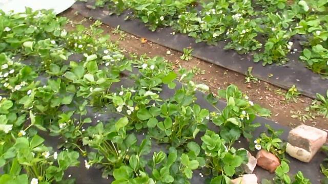 Моя клубника на (30.04.2022). Навели порядок на Клубнике. смотреть онлайн