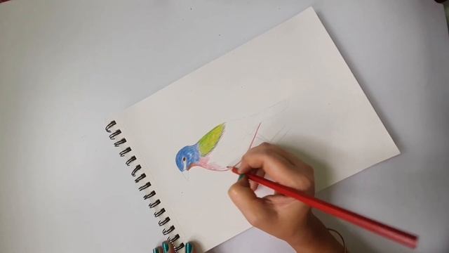 Bird Sketch #courfulbirdsketch#sketch смотреть онлайн