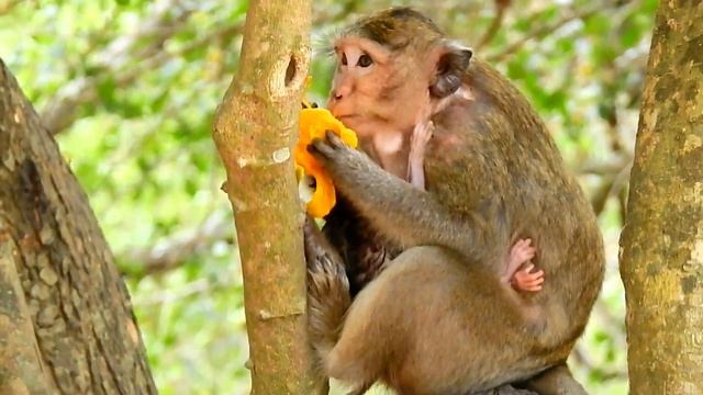 Pity Abandoned Newborn Baby Monkey | CARVIN Screaming Loudly Hungry Milk | Sounds Monkey смотреть онлайн