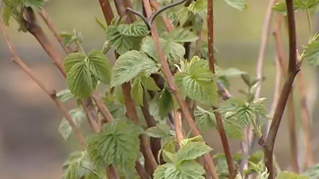 Как обрабатывать до цветения кусты малины и клубники от  вредителей