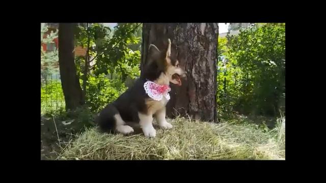 Девочка триколор вельш корги пемброк смотреть онлайн