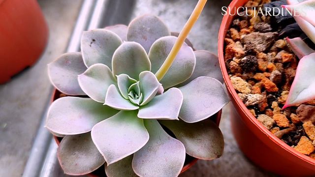 🤗😍 SUCULENTAS GORDITAS, ROSITAS Y LILAS!!! смотреть онлайн