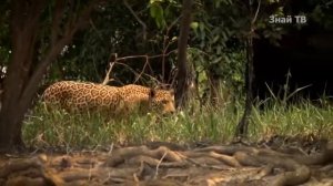 СНЕЖНЫЙ БАРС против ЯГУАРА ! КТО СИЛЬНЕЕ ?