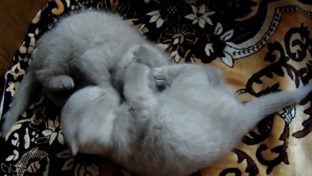 Шотландские котята , лилового окраса, Scottish fold смотреть онлайн