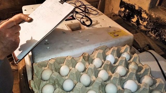 #Каменная #куропатка #кабки смотреть онлайн