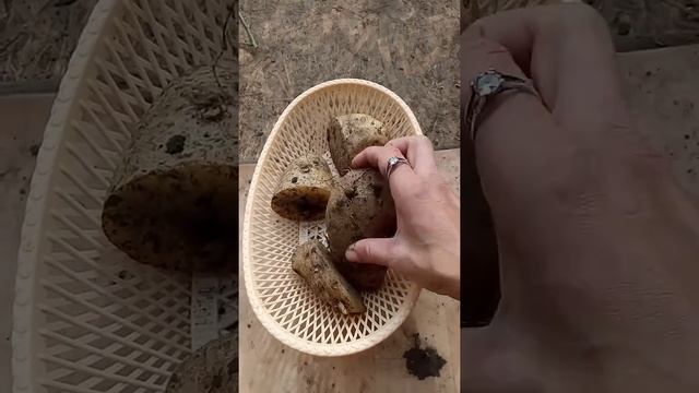 Египетская картошка на посадку.Я была в шоке смотреть онлайн