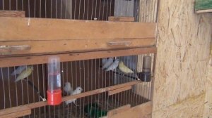 Как отличить молодых самцов канареек от самок