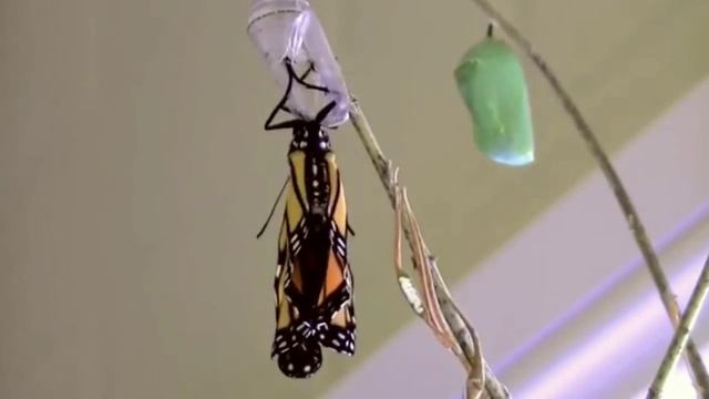 Превращение гусеницы. смотреть онлайн