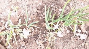 Пересадка многолетних луков/Лук Батун/Лук Многоярусный