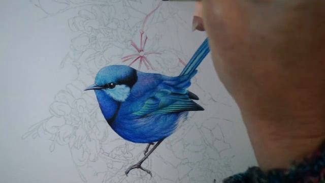 Splendid Wren And Grevillea In Watercolour