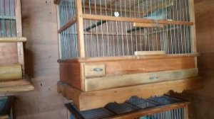 Охота за голосами тут,отбор самых лучших.mp4