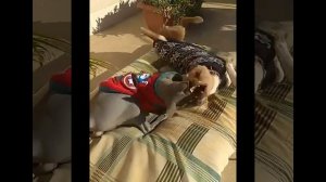 Веселые и милые сфинксы | Подборка приколов со сфинксами