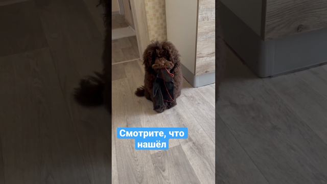 Той пудель Бруно #toypoodle #пудель #тойпудель #funnyvideo #dog #poodle #собака #toy смотреть онлайн