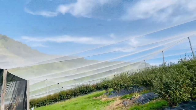 Kerja di Australia Blueberry farm смотреть онлайн