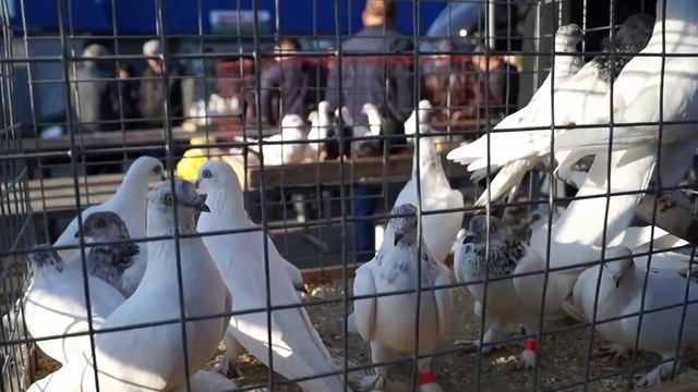 ЯРМАРКА ГОЛУБЕЙ. Бронницы.04.10.20#голуби#ярмаркаголубей#pigeon смотреть онлайн