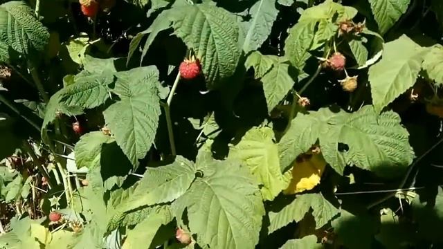 Ремонтантная малина. Плюсы и минусы. смотреть онлайн