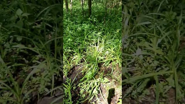 Дикие леса Нижегородской области 2, июнь 2019 смотреть онлайн