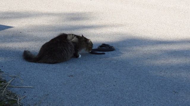 Cat and snake. Кот и змея. смотреть онлайн