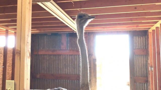 Посетили страусиную ферму. Разведение страусов в Америке. Ostrich Farm. My American Life