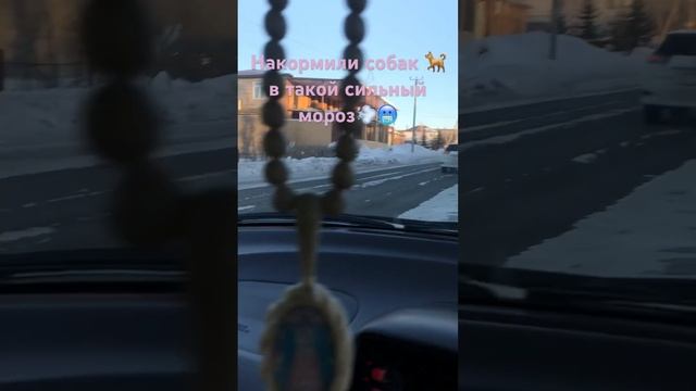 Накормили собак ? в такой сильный мороз ?? смотреть онлайн