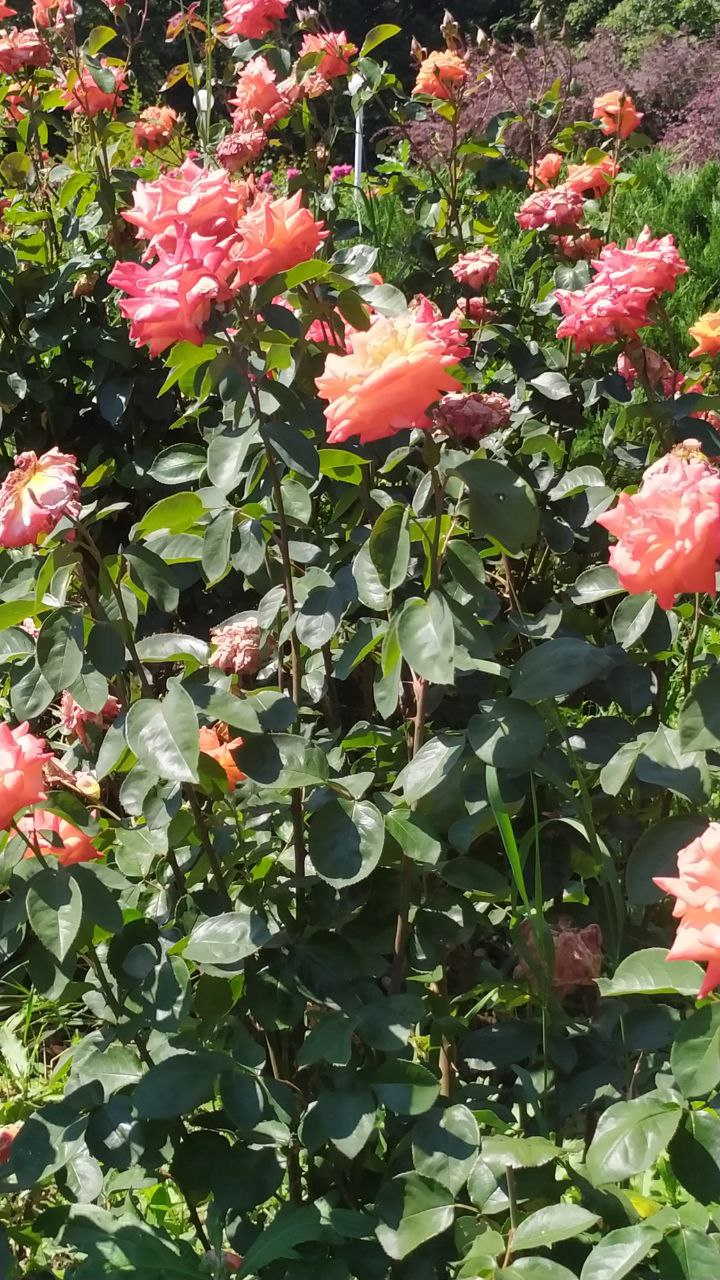 Дивный старец смотреть онлайн