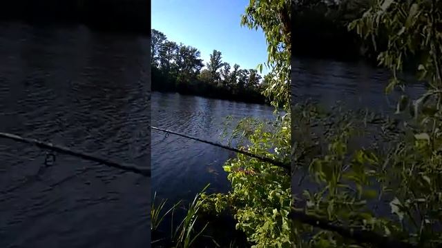 Ворскла Полтава Левада весенняя рыбалка крупный карась 2018 смотреть онлайн