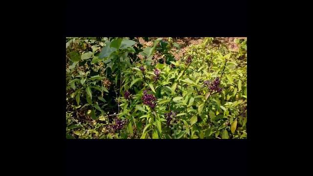 OBAT HERBAL PALING AMPUH (SELASIH) - priyo deha смотреть онлайн