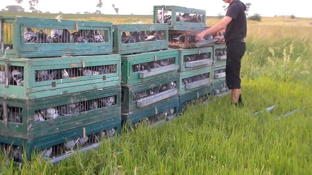 4 лет Калита 550 км 17.06.2018 г Краматорский клуб голубеводов смотреть онлайн