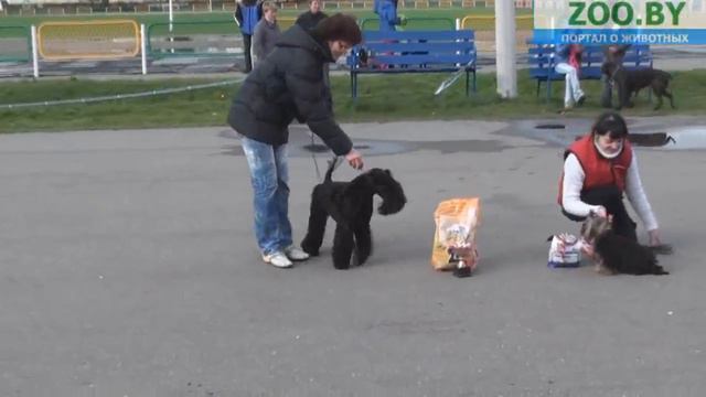 Лучший щенок смотреть онлайн