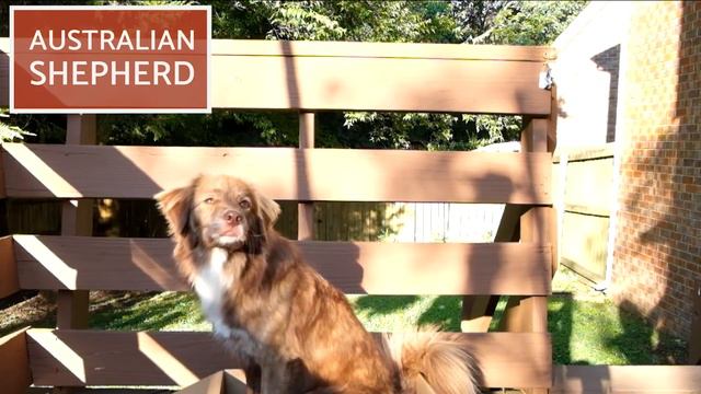 Border Collie vs Australian Shepherd - What are the DIFFERENCES? смотреть онлайн