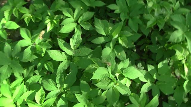 Как заготавливать сныть. Часть 1.