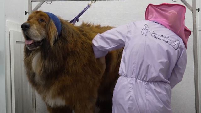 NIGHTMARES do come true 😐...insane session with a Tibetan Mastiff смотреть онлайн
